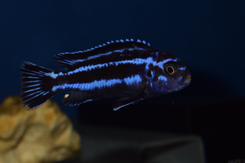 Pseudotropheus cyaneorhabdos 'Maingano Island'